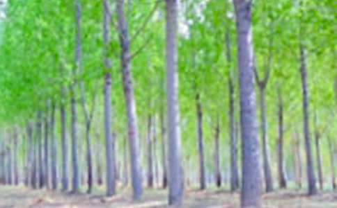 (必备)白杨礼赞说课稿