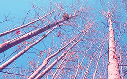 《白杨礼赞》说课稿(15篇)