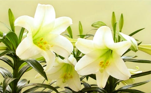 《百合花》说课稿