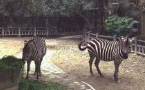 中班斑马美术活动教案