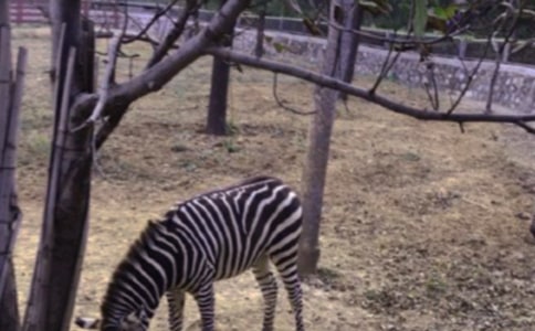 没有斑马线的马路大班安全教案范文
