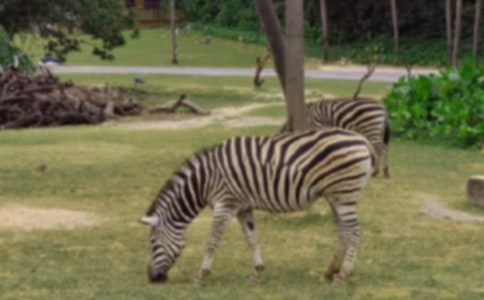 小班教案《马路上的斑马线》反思