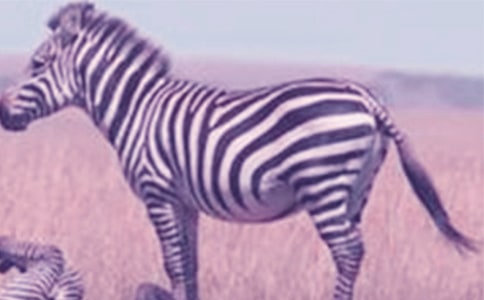 小班安全《马路上的斑马线》教案及反思