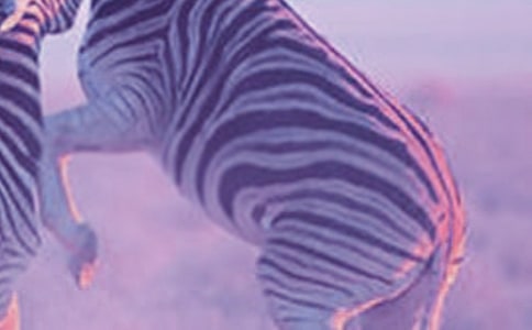 中班撕贴想象画教案:可爱的小斑马