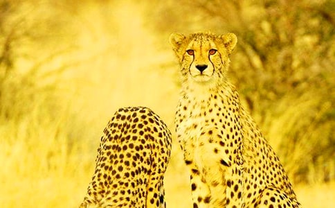 皮豹子,渔阳人也。少 文言文阅读题答案及原文翻译