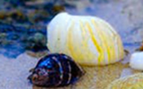 中班贝壳粘贴教案