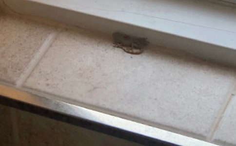 《小壁虎借尾巴》教学反思精选15篇