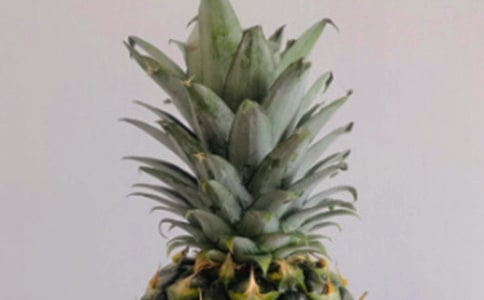 《认识菠萝》小班教案