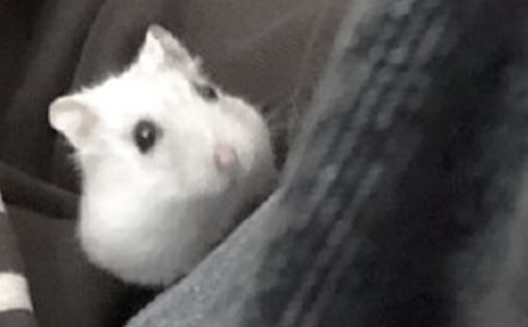 有关仓鼠观察日记