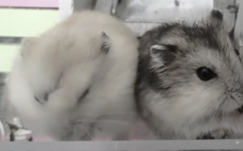 仓鼠的日记15篇