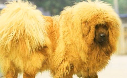 藏獒渡魂读后感