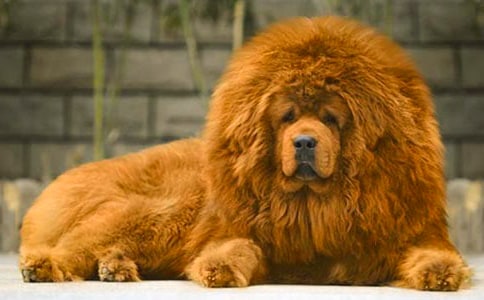 观《藏獒多吉》有感