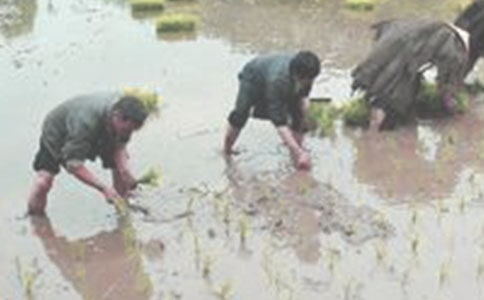 《插秧》教案设计范文