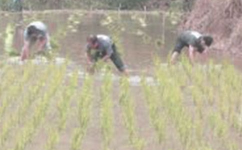 一年级下册插秧教案