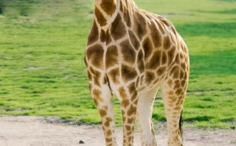 托班美术活动教案:长颈鹿的花脖子