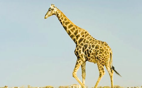 《亲亲长颈鹿》小班故事说课稿