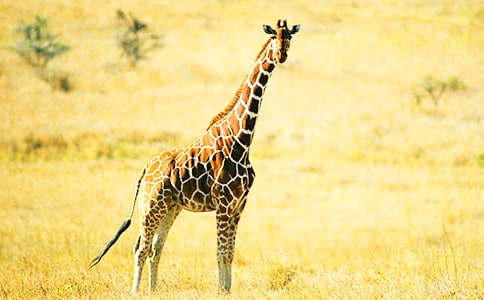 《亲亲长颈鹿》说课稿