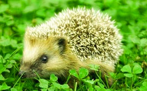 小刺猬背果果教案