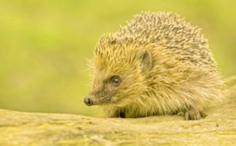 小班教案《可爱的小刺猬》