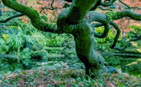 大树妈妈教学反思