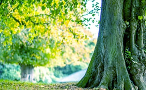 《小苗与大树的对话》说课稿范文