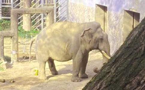 大象的耳朵说课稿