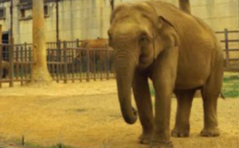 大象过小河大班教案