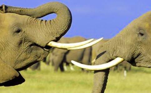 大象的耳朵教案