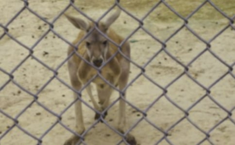 大班体育《袋鼠跳》教案