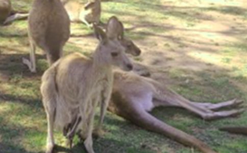 中班健康活动袋鼠宝宝教案