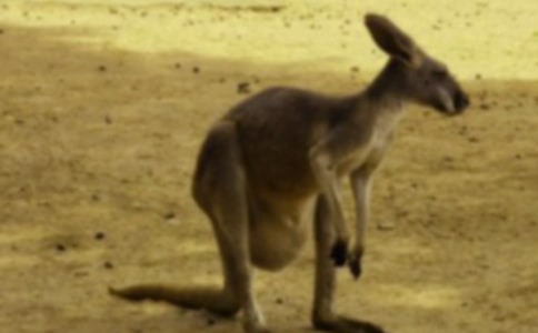 小班体育游戏教案《袋鼠妈妈》