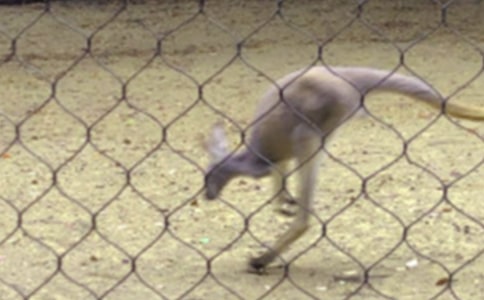 中班保护小袋鼠教案