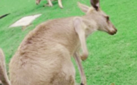 大班健康教案及教学反思《袋鼠运粮食》