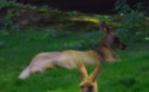 小班袋鼠妈妈教案