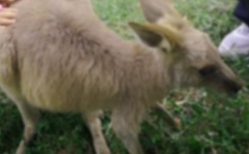 大班袋鼠跳教案