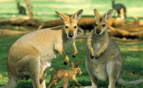 中班球类游戏《保护小袋鼠》教案