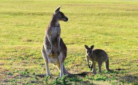 大班体育活动教案《袋鼠旅行》
