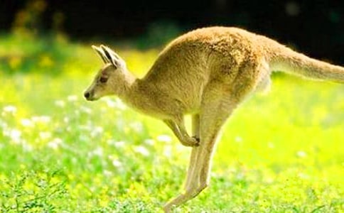 大班教案:勤劳的袋鼠宝宝