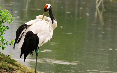 美丽的丹顶鹤教案