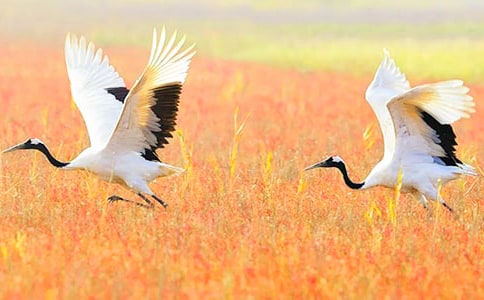 《美丽的丹顶鹤》说课稿范文(通用5篇)