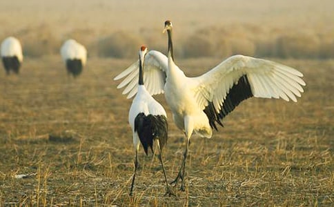 美丽的丹顶鹤教学反思