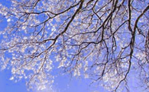 冬天之美 (网友来稿) 教案教学设计