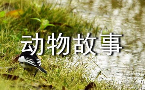 西顿野生动物故事集读后感