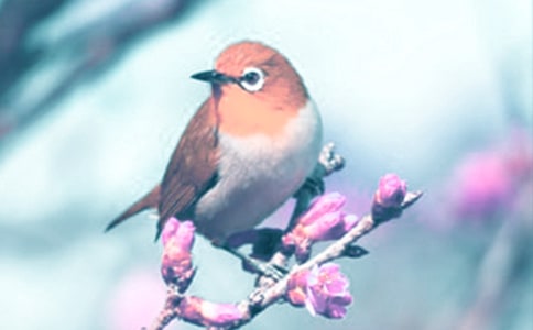 观察动植物教学设计 (人教版七年级)