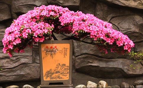 大班综合美丽的杜鹃花教案