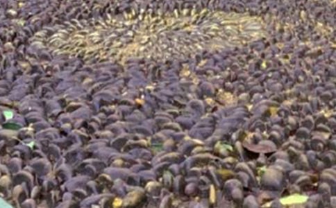 大班美术有趣的鹅卵石教案