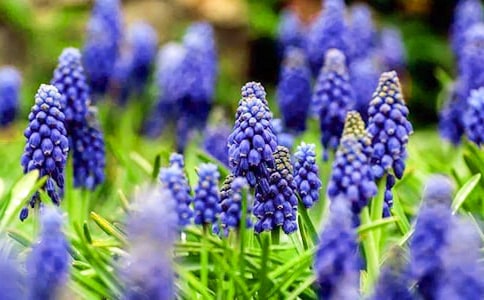 风信子观察日记汇总15篇