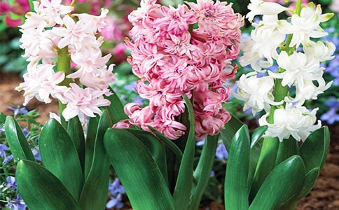 风信子观察日记实用11篇