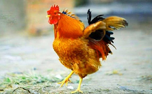 黄毛公鸡红苗购销合同