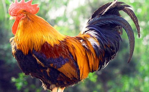 《小公鸡和小鸭子》说课稿